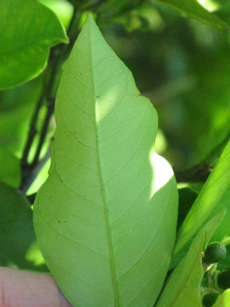              Margin (Winter Haven, FL)       